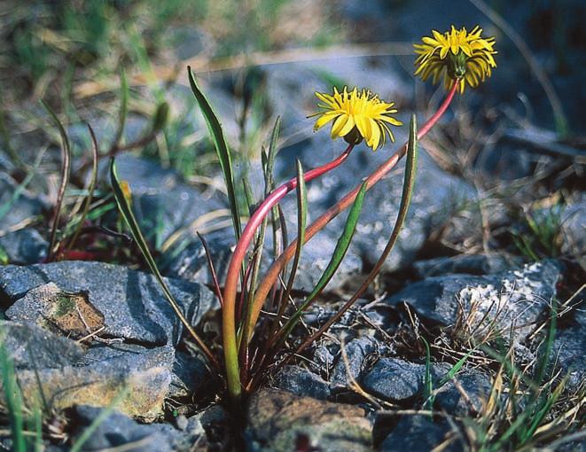 STRANDMASKROSOR Figur 2. Saffransmaskros Taraxacum crocinum. Typiska är de små men kraftigt utbredda korgarna och de helbräddade, uppåtriktade bladen. Gotland, Othem: Filehajdar 2001.