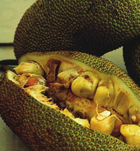 ENGSTRAND & WIDÉN Jackfrukterna Artocarpus heterophyllus bildas på små, korta grenar, som kommer direkt från stammen eller de grova grenarna. Varje tagg på frukternas yta är resterna av en honblomma.