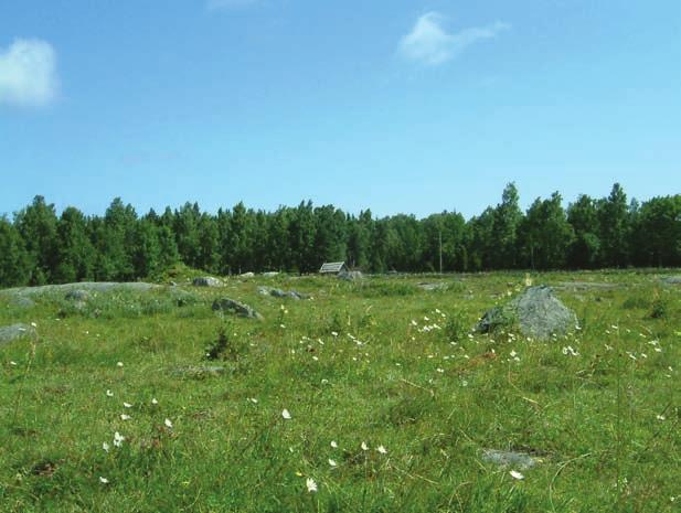 Hävdgynnade arter på skogsbilvägar Det är inte så ovanligt att stöta på typiska ängsväxter längs vägkanterna på mindre vägar.