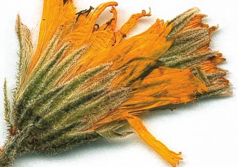 FÖRENINGSNYTT FÖRENINGSNYTT FÖRENINGSNYTT FÖRENINGSNYTT Hieracium caesiomurorum brukar räknas till hagfibblorna men är mycket egenartad.
