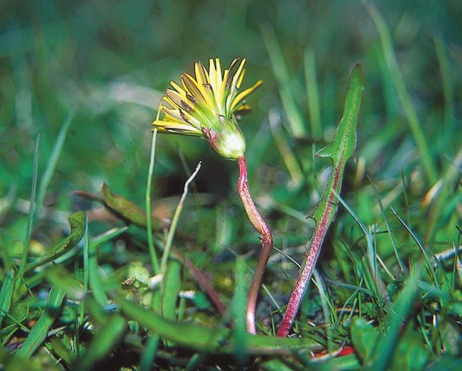 RYDBERG Figur 4. Östersjömaskros Taraxacum balticum. Lägg märke till de brett äggrunda, tilltryckta yttre holkfjällen och bladets utdraget tunglika ändflik. Åland, Lumparland: Estvik, 1995.