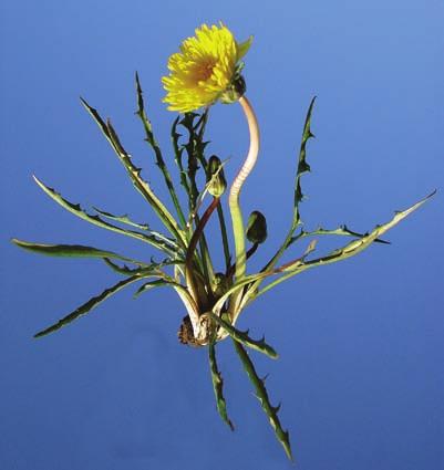 STRANDMASKROSOR Figur 5. Vätmaskros Taraxacum limnanthes. Arten utmärks i de flesta fall genom att bladets sidoflikar är klolikt nedböjda.