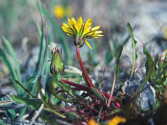 Foto: Thomas Gunnarsson. T. austrinum och jämtlandsmaskros är fridlysta. För dessa arter krävs dispens för insamling.