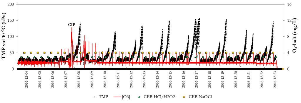 Figur 4.10 Membrandrift från 3:e till 23:e december 2016 vid 100 lmh. Notera det oregelbundna mönstret för TMP (transmembrane pressure) efter den rengöring (CIP (cleaning in place)) som utfördes 7/12.