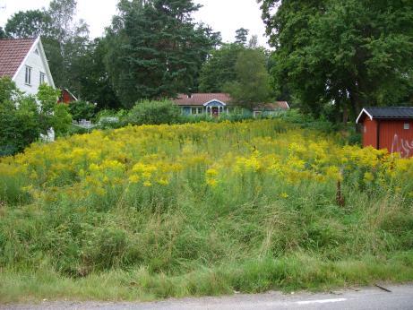 vackra lö vträ d. Marken omkring lokalgatan planlä ggs som NATUR fö r att ge en vacker inramning till gatan. Befintliga vägar i området omgä rdas delvis av stenmurar och hö ga trä d.