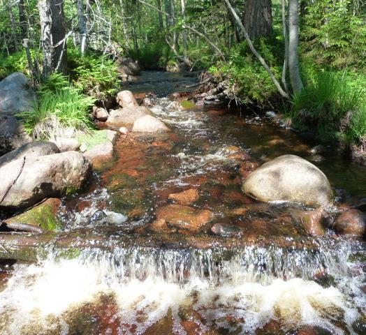 Detta är en vattendragsmiljö som erbjuder mycket intressanta biotoper, t ex värdefulla för yngeluppväxt för öring. I en av grenarna finns även en större ansamling av död ved som ger goda skydd.