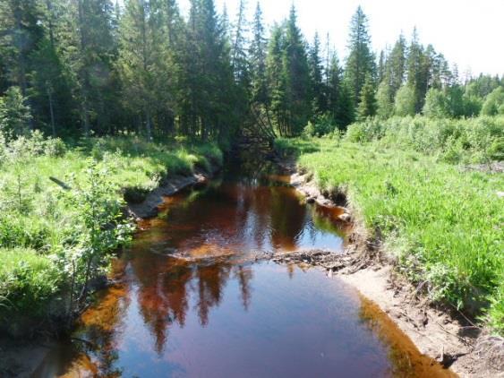 Bossåns direkta omgivningar har lite ängskaraktär och är ofta tydligt svämpåverkat.