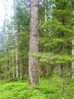 Naturskyddsföreningens bedömning De sälgar som är täckta av lunglav måste sparas som hänsynsområde.