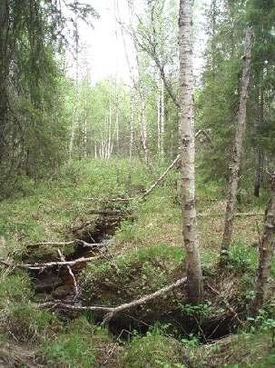 Naturskyddsföreningens bedömning Det här är ingen produktionsskog.