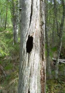 Det är tråkigt att behöva konstatera att SCA alltjämt fortsätter att snitsla nyckelbiotoper och skogar med höga naturvärden för avverkning.