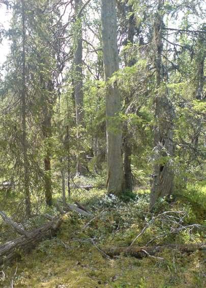 (Foton: Elina Hinkkanen) Totalt gjorde Naturskyddsföreningen 24 fynd av 18 rödlistade arter.