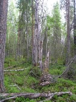 Naturskyddsföreningens bedömning Skogen är med sin stora andel lövträd och sina fuktiga marker av nyckelbiotopskvalité och bör sparas i sin