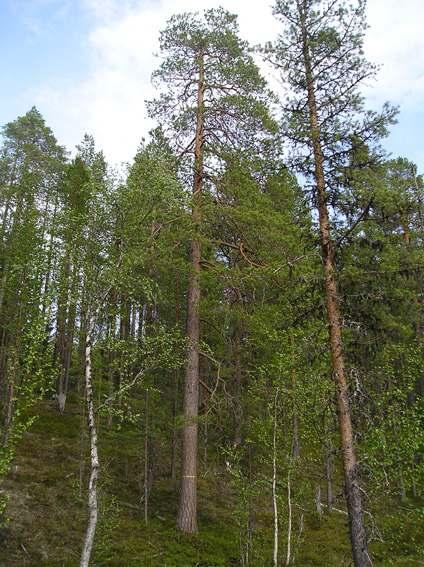 Skogen är relativt opåverkad i modern tid, dock är vissa partier ganska plockhuggna med en del spår av röjning. Över lag har skogen höga naturvärden.