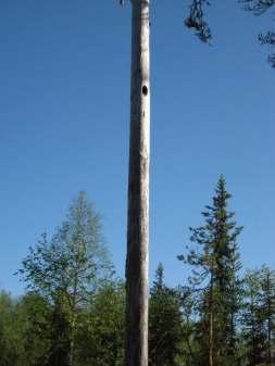 Naturskyddsföreningens bedömning Minst ett tiotal gamla tallar som varit mellan 200 och 310 år har huggits.