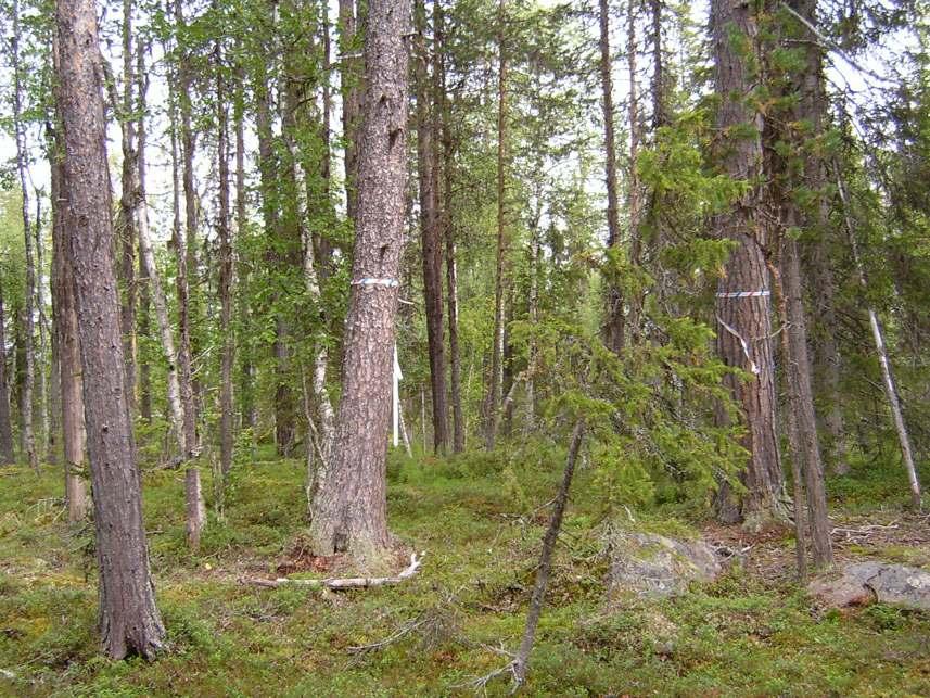 På de torrare partierna är en del äldre tallar snitslade som naturvärdesträd. Här finns också gott om död ved i olika stadier av nedbrytning.