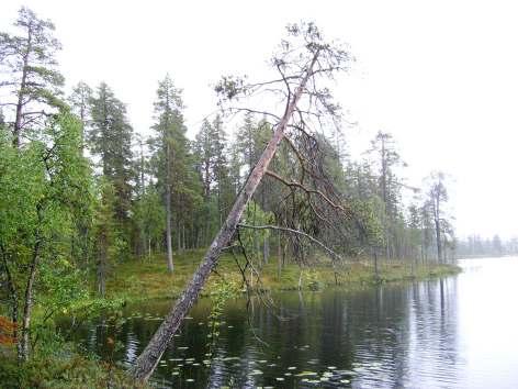 Många av tallarna har synliga brandljud. I vissa delar finns en hel del död ved, medan det i andra delar förekommer mer sparsamt.