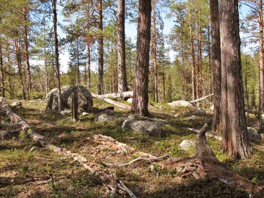 Hela området är bevuxet med naturskog; tall på kullarna och gran i svackorna, med inslag av björk, asp och gråal.