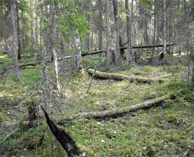 En avverkning i denna biologiskt värdefulla och lövrika bränna strider mot FSC-standard 6.1.