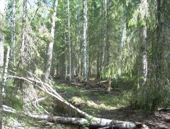 Det finns rikligt med gammal, grov sälg och björk, och även en del stora aspar. I norr planar ravinen ut i ett sumpskogsområde, som också har höga kvalitéer.