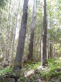 Vi behöver dock se avgränsningarna för sumpskogen i norr, då vi anser att den i sin helhet också bör skyddas.