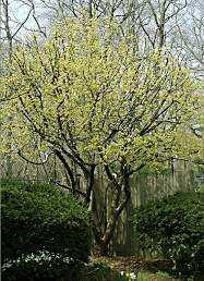 karaktärsträd - Gallra i trädbeståndet, främst alm då almsjuka finns på