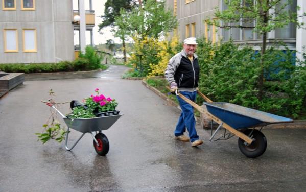 Vi bytte jord och planterade pelargonier och