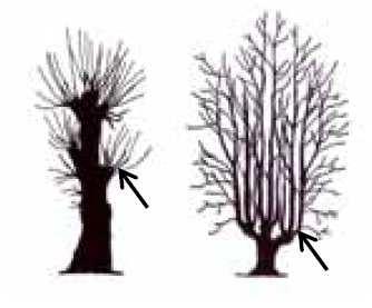 31 Kapitel 6. Grova träd och lavar. Figur 6.3. Mätställe för grendiameter. Källa: Undersökningstyp Inventering av skyddsvärda träd i kulturlandskapet (Naturvårdsverket 2008).