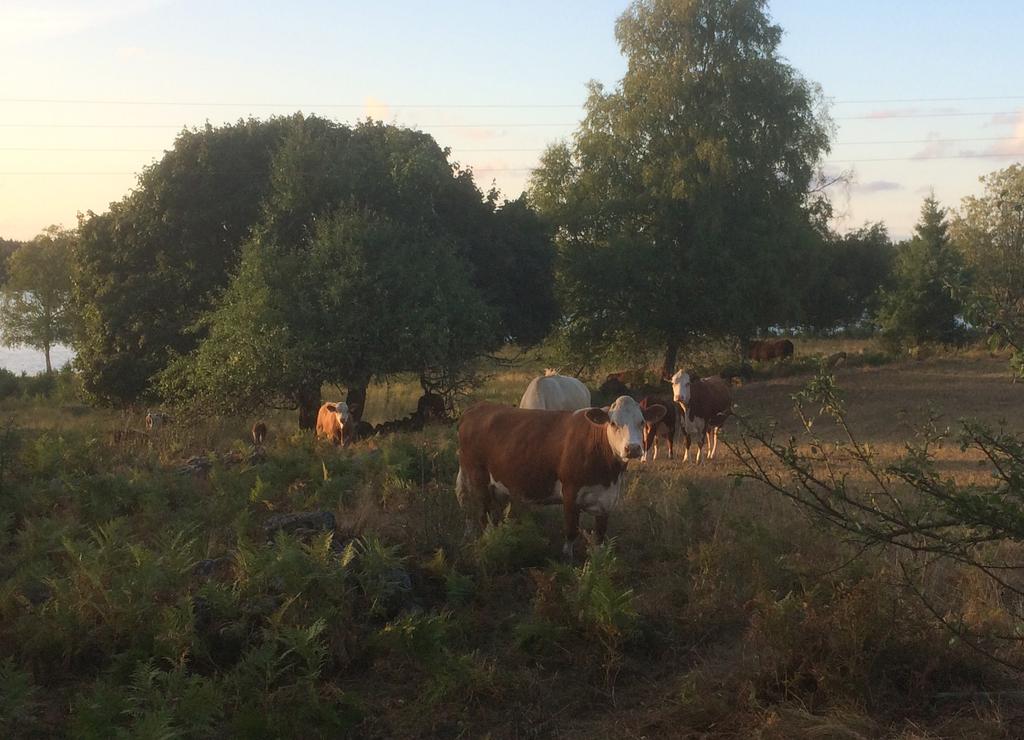 VI VILL SE ETT GRÖNARE HYLTE Vi ska bli bättre på att ta vara på och förvalta det vi har.
