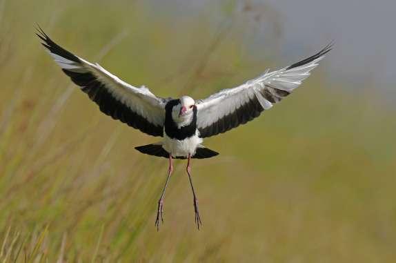 UGANDA Long-toed Lapwing