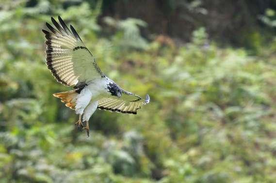 Buzzard Foto Lars