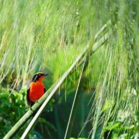 Honeyguide, Xavier s Greenbul, Green-tailed Bristlebill, Yellow Longbill, Olive-green Camaroptera, Blue-headed Crested-Flycatcher, Sooty Boubou, Crested Malimbe, Chestnutbreasted Negrofinch samt