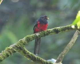 resan Scarce Swift, Macki