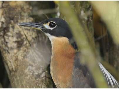 2, sammanlagt 21 Ishasha Wilderness Camp och längs vägen 10.2 3. Little Grebe Tachybabtus ruficollis Två vid Mweya Safari Lodge 7.2, nio på samma plats 8.2, sex längs vägen 15.