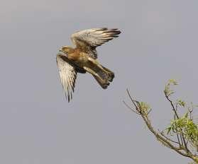 QENP 10.2 av två adulta och en subadult individ. 48. African White-backed Vulture Gyps africanus Sammanlagt knappt 100 individer med som flest i uppskattningsvis 50 individer i QENP 9.2. 49.