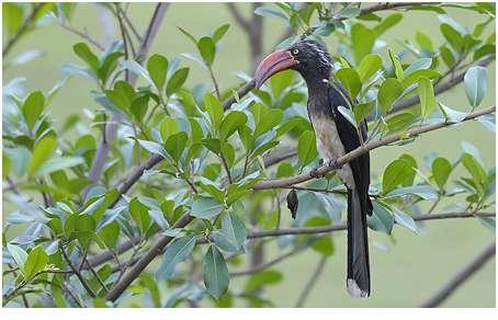 244. Lilac-breasted Roller Coracias caudata Tre i Lake Mburo NP 17.2. 245. Abyssinian Roller Coracias abyssinica En längs vägen 29.1 246. European Roller Coracias garrulus Två i MF 2.