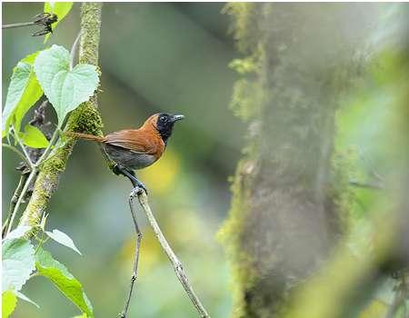 403. Green Hylia Hylia prasina Minst elva totalt; Budongo, Semliki NP, Bwindi och Mabira Forest. 404. Short-tailed Warbler Hemitesia neumanni Albertine Rift Endemic.