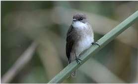 430. Grey-backed Camaroptera Camaroptera brachyra Totalt 15 obsdagar. En relativt vanlig art med andra ord. 431.