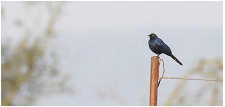 537. Velvet-mantled Drongo Dicrurus modestus Två vardera 11 och 12.2 i Bwindi samt en i Mabira Forest 18.2. 538. Piapiac Ptilostomus afer Allmän i norr, bland annat i MF.