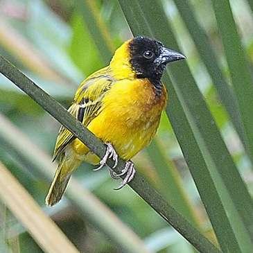 allmänna där vid vårt besök 15.2. Se faktaruta nästa sida. 562. Vitelline Masked Weaver Ploceus velatus Två vid stopp längs vägen 3.2. 563.