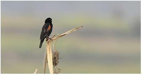 564. Black-necked Weaver Ploceus nigricollis Tio i Kibale 5.2, fyra i Bwindi 11.2, ett par vid The Neck Ruhiza 13.2 och tre i Mabira Forest 18.2. 565.