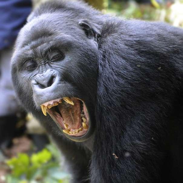 Gorilla det var tillsagt om ett säkerhetsavstånd på sju meter men det hade ingen berättat för gorillorna.