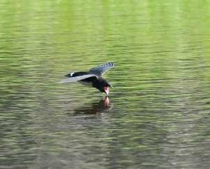 På kvällen avslutade vi med fyra Nahan s Francolins samt tre hörda White-spotted Flufftails vid vägen i Busingiroområdet. Blue-thoroated Roller betraktade oss obekymrat från sin utkicksplats.