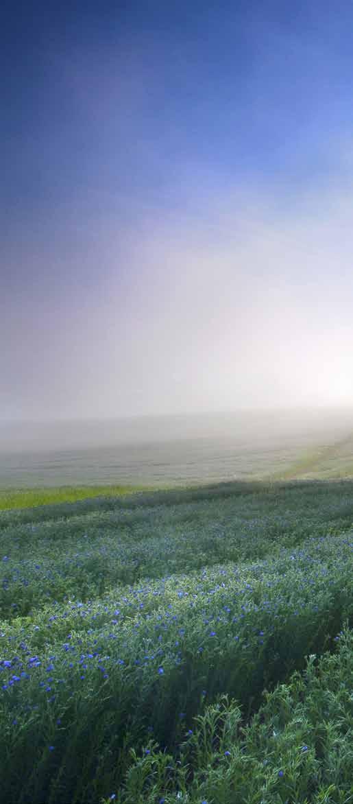 tm Ecolin - Natural silence! To reduce the noise level is one of the biggest challenges as more and more companies choose open floor plans and an activity-based approach.