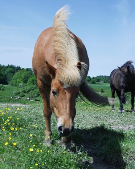 Ekologiska djur ska vara åtskilda från andra djur