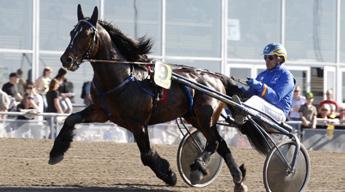 00 7. Snygg (e. Elding) 6 9.698 8. Särpefanten* (NO) (e. Moe Odin) 7.000 9. Fax Ivar K.R. (e. Järvsöfaks) 0.00 0. Egon (e. Eder) 0.00. Qvarting (e. Qvadrigo) 6.00. Ekke Ålj (e. Skaffer Brunen) 9.98. Moe Linder* (NO) (e.