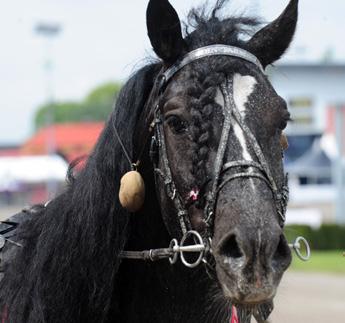 monté vinst- och segerrikaste montéhästar Svensktränades starter i Sverige. kallblod monté Vinstrikaste Namn, ålder, kön & fader starter :a Vinstsumma. Jahnita ( s) (e. Troll Jahn) 0 0.800.