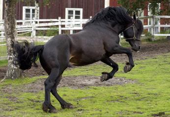 avelshingstar betäckningssiffror kallblod Järvsöfaks Hallsta Lotus Hingst (födelseland) Antal betäckningar Aldermarin Alm Viktor (NO) * Bokli Eld (NO) * Bork Odin (NO) 0* Briskeby Philip (NO)