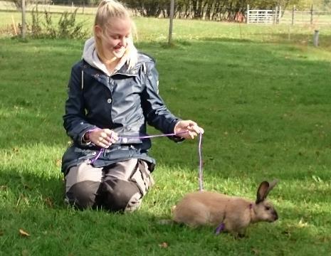 Vi har haft hjälp av Marika en ung tjej från Tyskland under två månader under hösten, det var roligt. Gotlandskaninen Lollipop fick problem med ett öga (ingen skada) och Guldnos blev 8 år gammal.