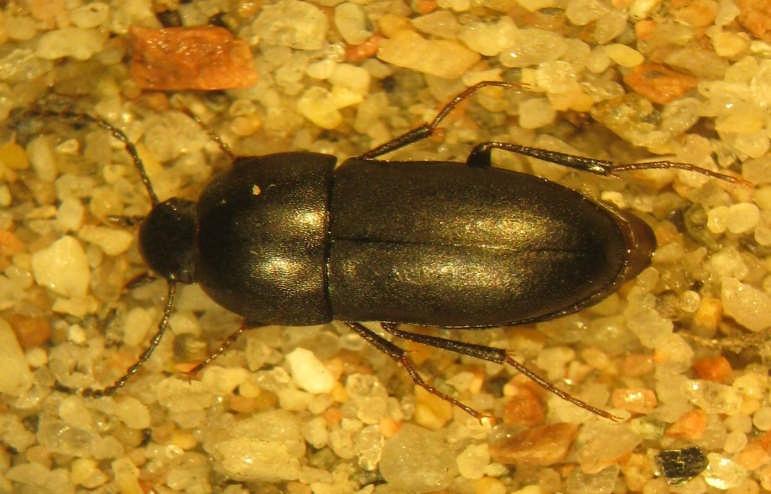 Tabell De hotklassade arterna inom materialet enligt nuvarande och nya klassificeringen. Dykarbaggeart Rhantus bistriatus (RE) Denna medelstora dykarbagge hittades i ett exemplar den.