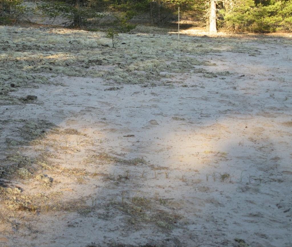 Det enda inslaget av gräs och örter är väl starrgräset Carex arenaria som växer i räta linjer vid dynens lägre kant.